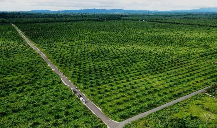 Realisasi Plasma Baru 52 Persen, Kementan Soroti Peran Pemda