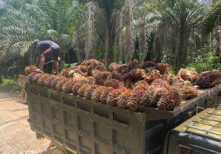 Harga TBS Kelapa Sawit Sumatera Selatan Periode II Desember 2025