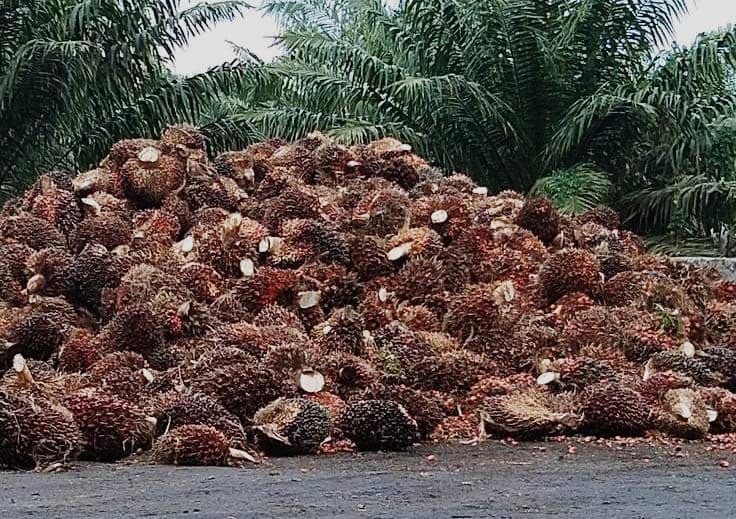 Harga TBS Sawit di Kalimantan Barat Periode II Desember 2025