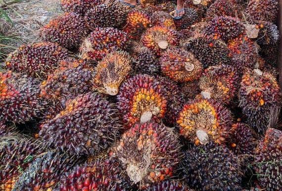 Harga TBS Plasma Riau Periode Akhir Desember 2025–Januari 2026 Naik Tipis