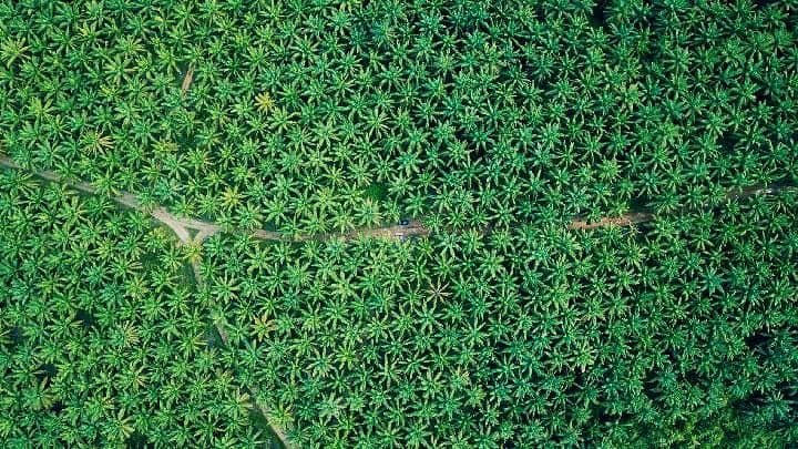 Narasi Deforestasi Menguat di Tengah Bencana, Pakar Ingatkan Masalah Sistemik 