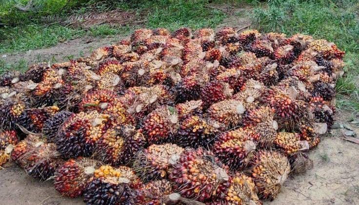 Harga TBS Sawit Jambi Tembus Rp 3.418 per Kg Awal Januari 2026