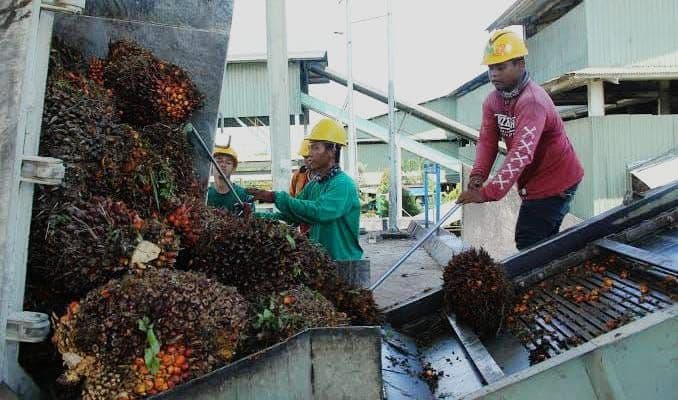 Sawit Jadi Ekosistem Ekonomi Rakyat, PASPI: Lebih dari 100 Juta Orang Bergantung