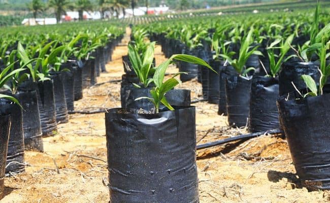 Disbun Kukar Ingatkan Petani Sawit: Benih Murah Tak Bersertifikat Berujung Kerugian