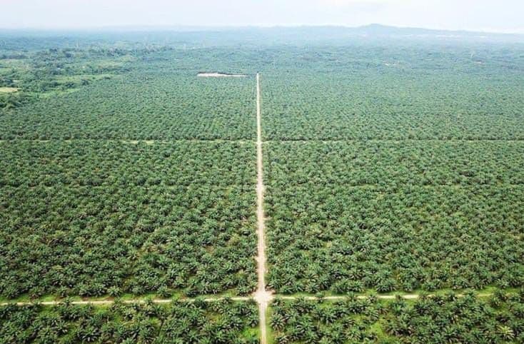 Bukan Rambah Hutan, Penelitian Ungkap Mayoritas Ekspansi Kebun Sawit dari Lahan Terdegradasi