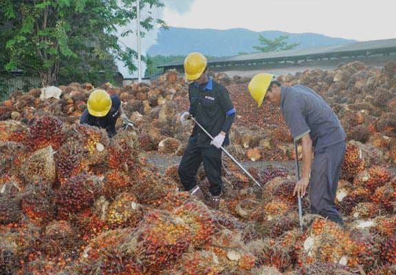 YEI: Sawit Adalah Kunci Devisa, Ketahanan Energi, dan Lapangan Kerja Hijau