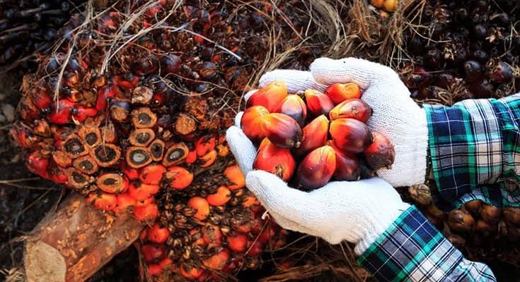 Harga TBS Sawit Kaltim Periode Akhir Desember 2025 Dibanderol Rp3.213,46