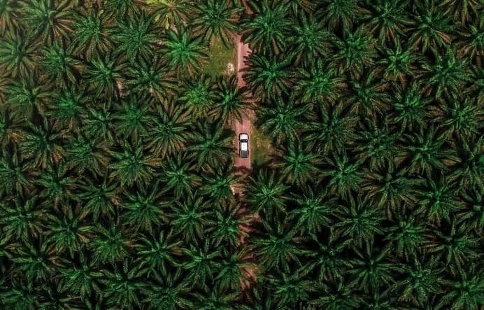 Akademisi IPB: Sawit Tanaman Dataran Rendah, Banjir Bandang Berawal dari Hulu