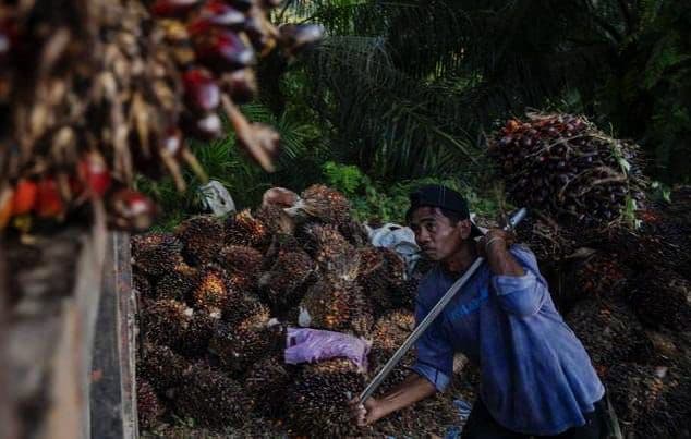 Risiko Kerja Tinggi, Industri Pengolahan Sawit di Lampung Wajib Bayar UMSP Rp3,18 Juta pada 2026