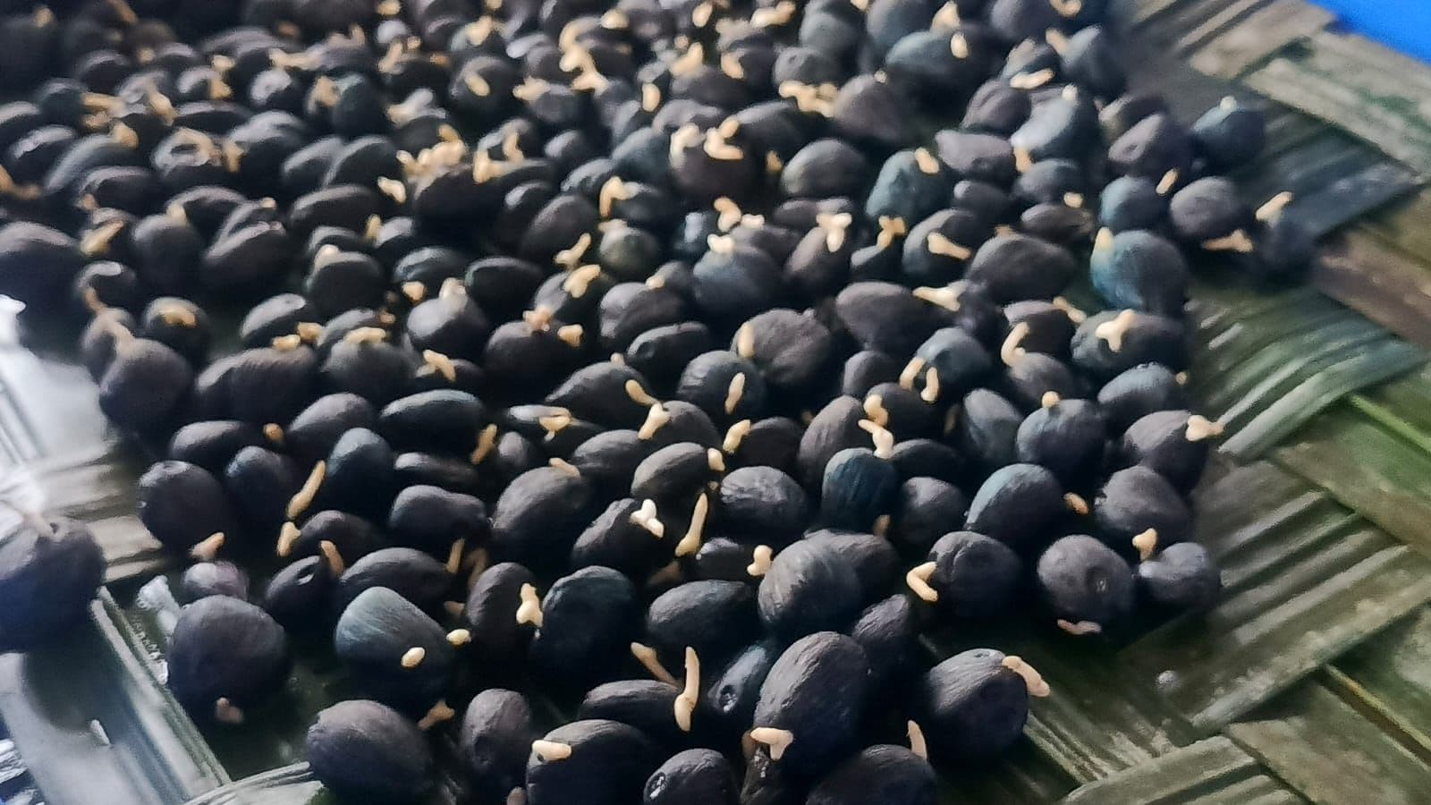 WhatsApp Image 2026-01-13 at 11.56.20.jpeg