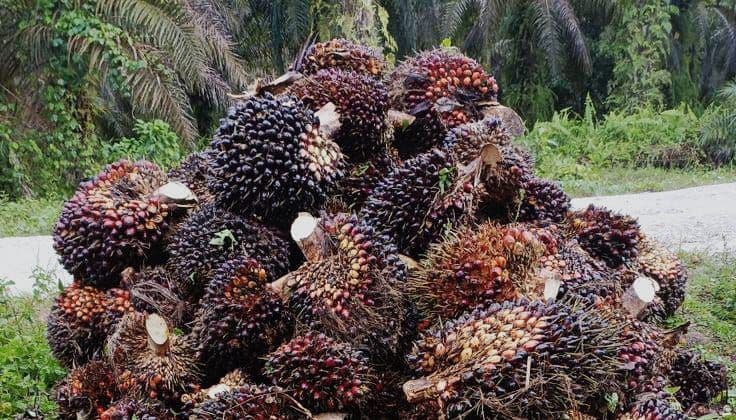 Harga TBS Kelapa Sawit Sumatra Selatan Periode I Januari 2026