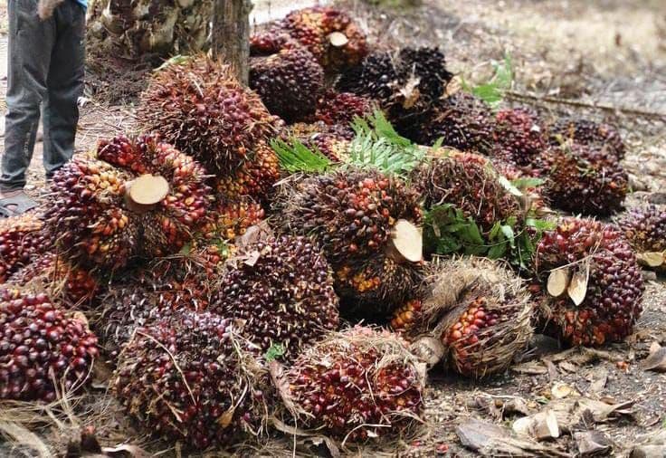 Harga TBS Kelapa Sawit Kemitraan Plasma Riau Periode 14–20 Januari 2026 Menguat