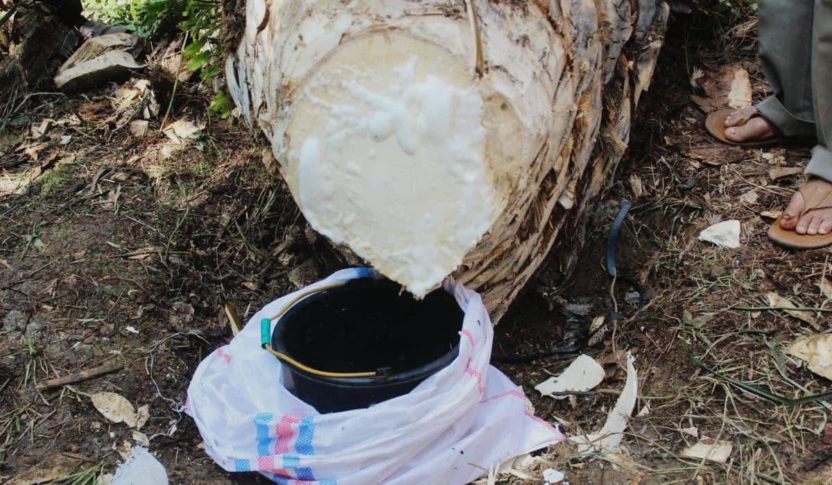 Tak Hanya Minyak, Sawit Pun Menghasilkan Gula