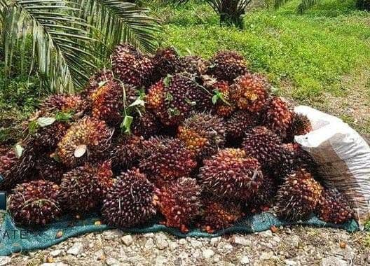 Harga TBS Sawit Kemitraan Swadaya Riau Periode 21–27 Januari 2026 Menguat Tipis