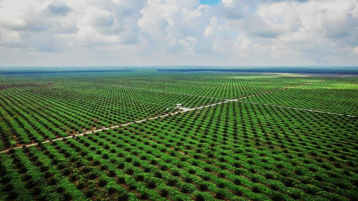 Meluruskan Polemik Sawit dan Hutan