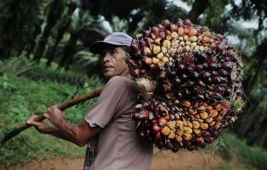 Pungutan Ekspor Naik, Petani Sawit Tertekan