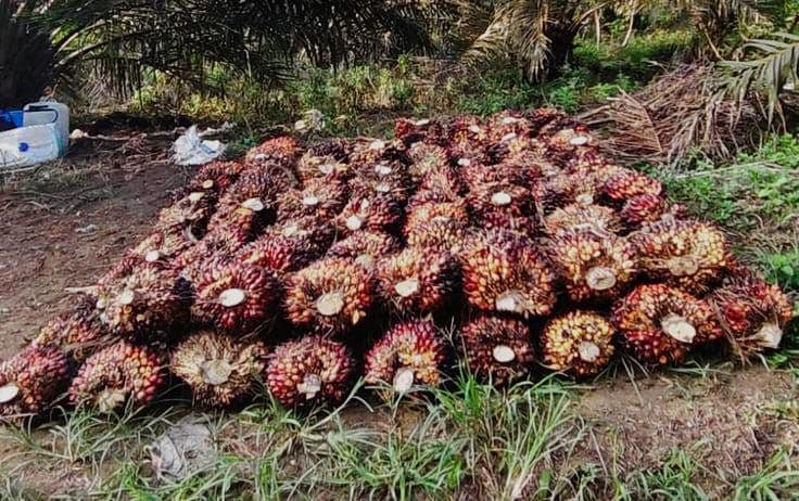 Harga TBS Kalbar Periode III Januari 2026 Ditopang Indeks K 91,61 Persen