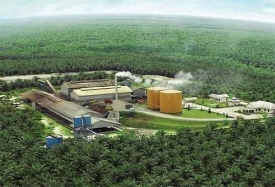 Salah Kaprah Membaca Keadilan dalam Industri Sawit