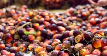 Harga TBS Sawit Sumbar Periode 22–31 Januari 2026