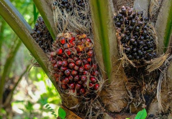 Harga TBS Sawit Jambi Periode 30 Januari–5 Februari 2026 Naik, Usia Produktif Tembus Rp3.592 per Kg