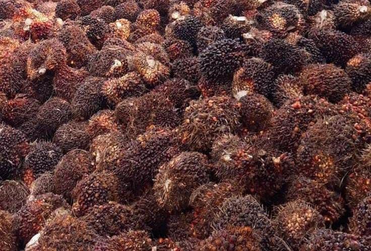 Harga TBS Pekebun Mitra Plasma Aceh Berlaku 28 Januari–10 Februari 2026