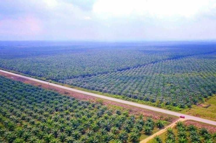 Prof Agus Pakpahan: Sawit Indonesia Terjebak Sejarah Lama, Solusinya Koreksi Tanah dan Akumulasi