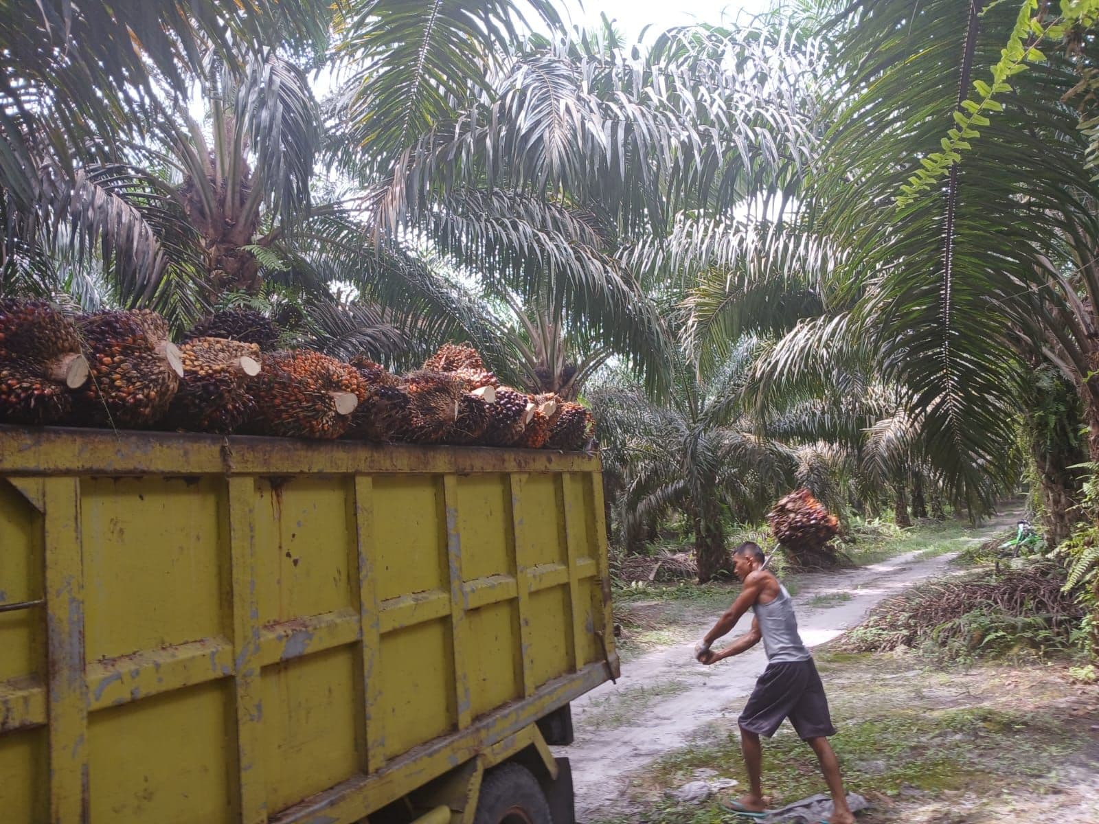 Harga TBS Sawit Kemitraan Swadaya Riau Kembali Naik, Umur 9 Tahun Bertambah Rp 123,97 per Kg
