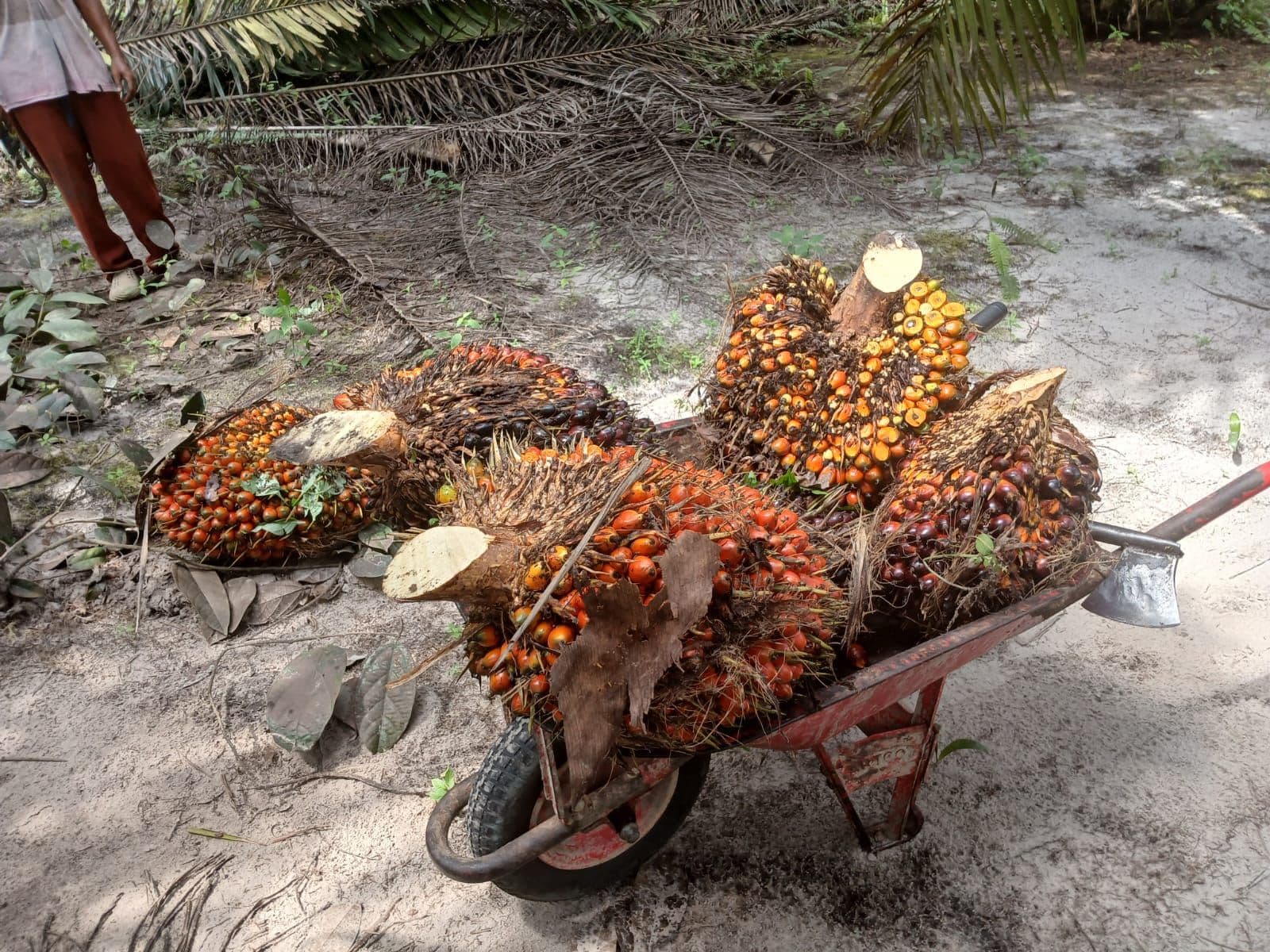 Ekspor Sawit Melonjak di Akhir 2025, Batu Bara Tertekan Sepanjang Tahun