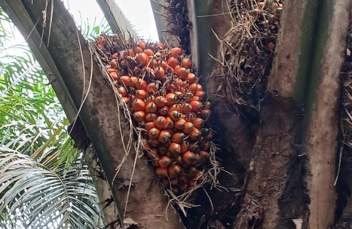 Harga TBS Plasma Bengkulu di Level Tertinggi, Tapi Swadaya Lebih Rendah 