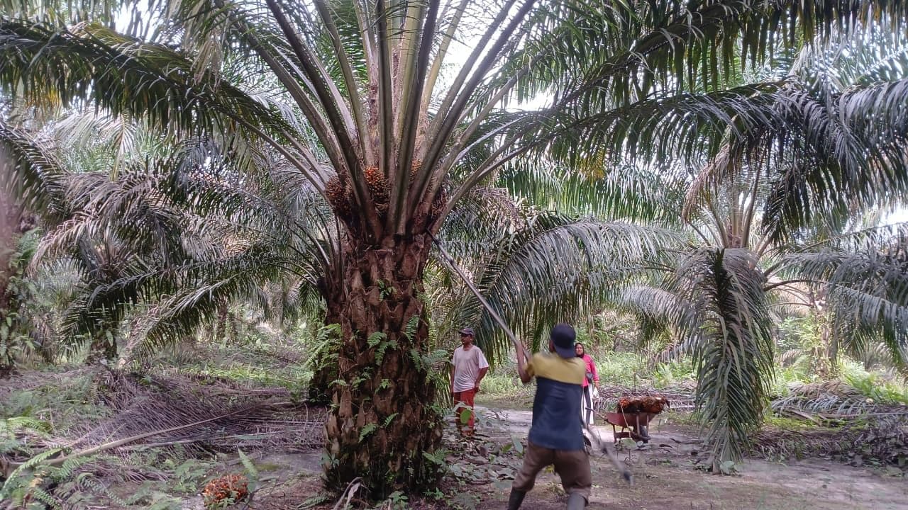 Sawit Jadi Penopang Segi Ekonomi, Energi, hingga Sosial: Tata Kelola Jadi Kunci Keberlanjutan 