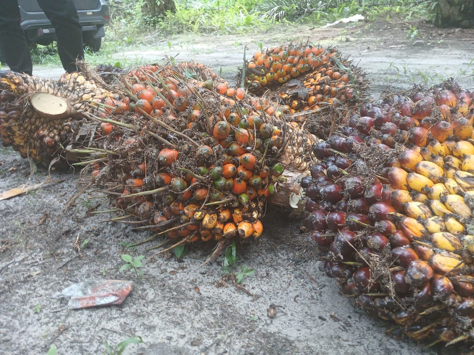 Daftar Harga TBS Sawit 22 Provinsi Periode 2–8 Februari 2026, Sumbar Tertinggi