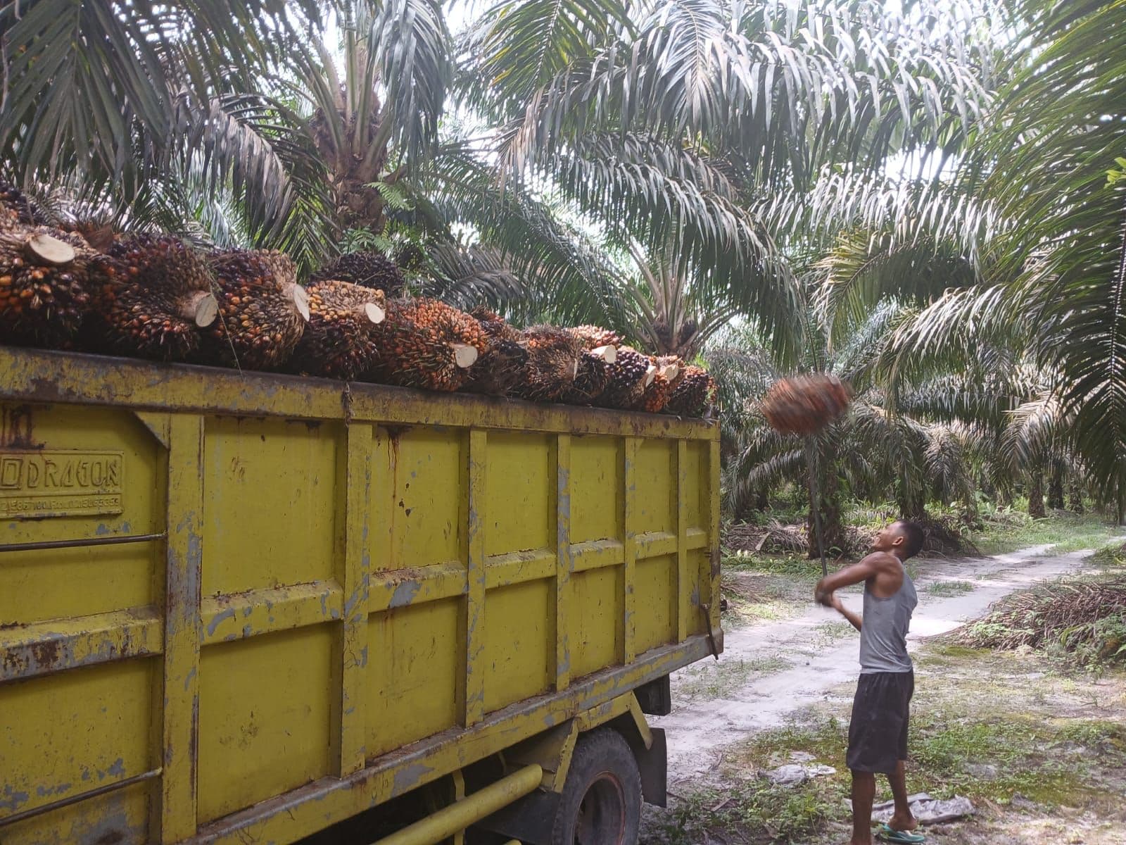 Harga TBS Sawit Kemitraan Swadaya Riau Periode 11-24 Februari 2026 Turun Tipis 