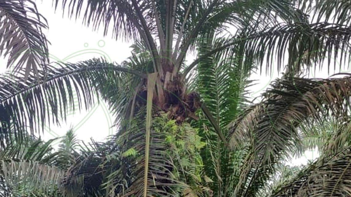Embun Jelaga dan Kumbang Tanduk Intai Kebun Sawit, Pengendalian Terpadu Jadi Kunci