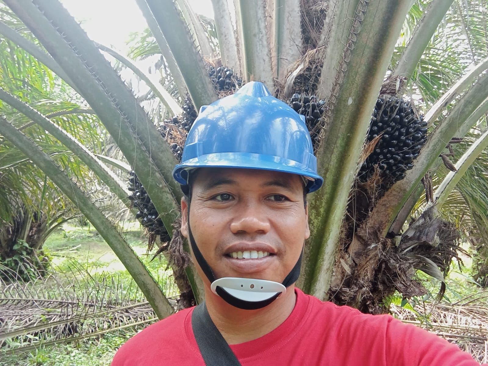 Petani Sawit Siak Tolak Wacana PAP, Beban Dinilai Akan Tekan Harga TBS