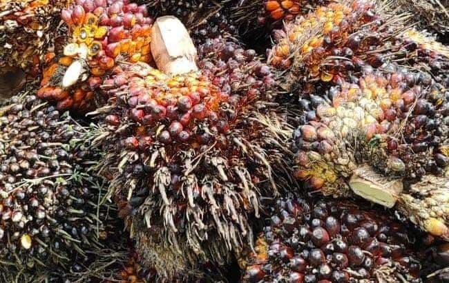 Harga TBS Jambi Periode 13–19 Februari 2026 Turun, Usia 10–20 Tahun Terkoreksi Rp45,42/Kg