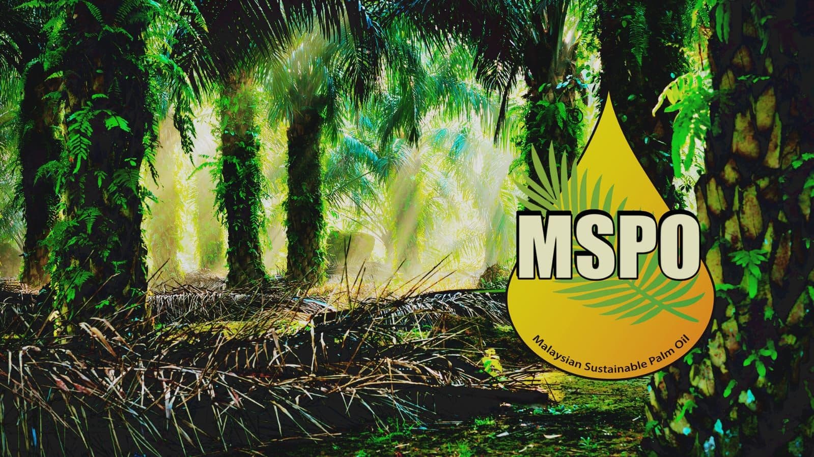 90 Persen Perkebunan Sawit Malaysia Telah Tersertifikasi MSPO