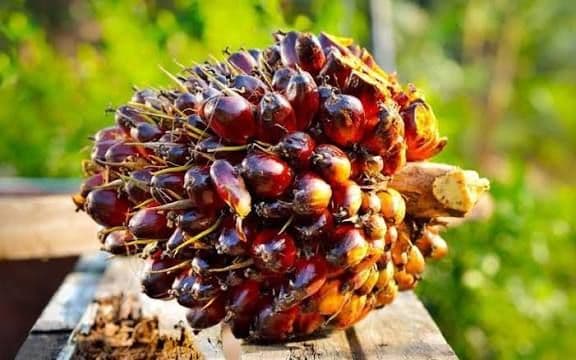 Sumbar Tertinggi, Banten Terendah: Ini Ranking Harga TBS 22 Provinsi Periode 9–15 Februari 2026