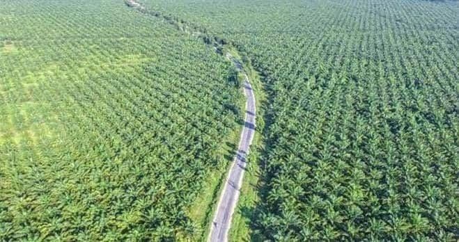 Sawit Indonesia Tembus Standar Global, Tapi Tersandera Regulasi Domestik