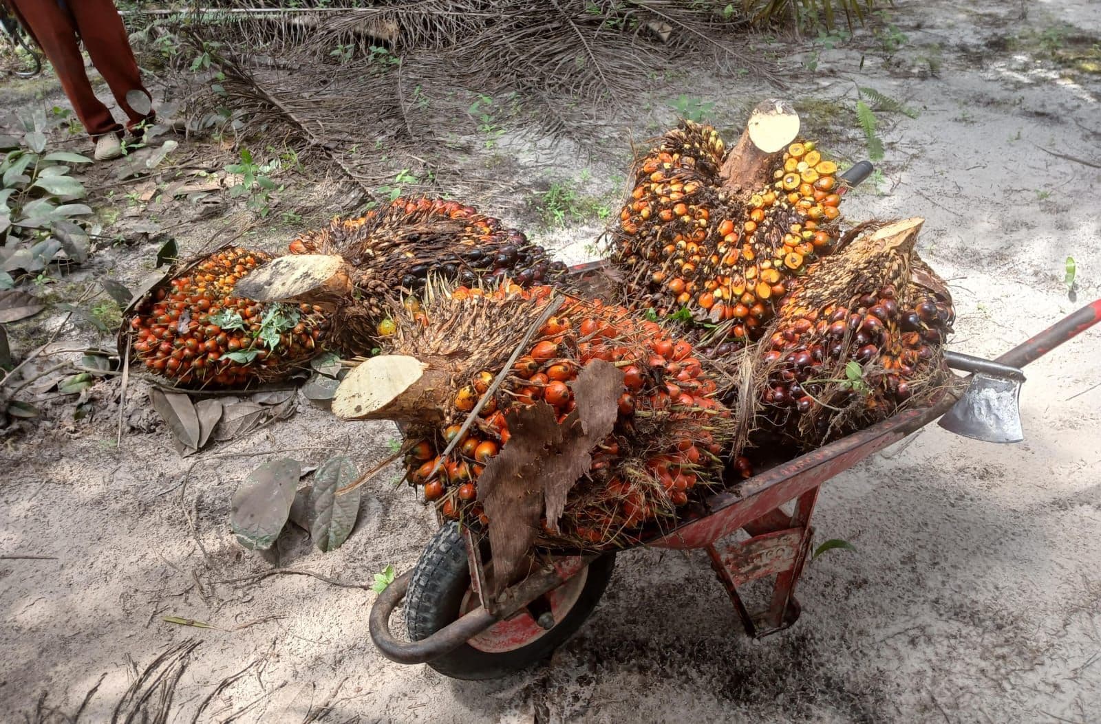 Harga TBS Sawit Sumbar Periode 15–21 Februari 2026, Awal Ramadan Turun Rp112,84 