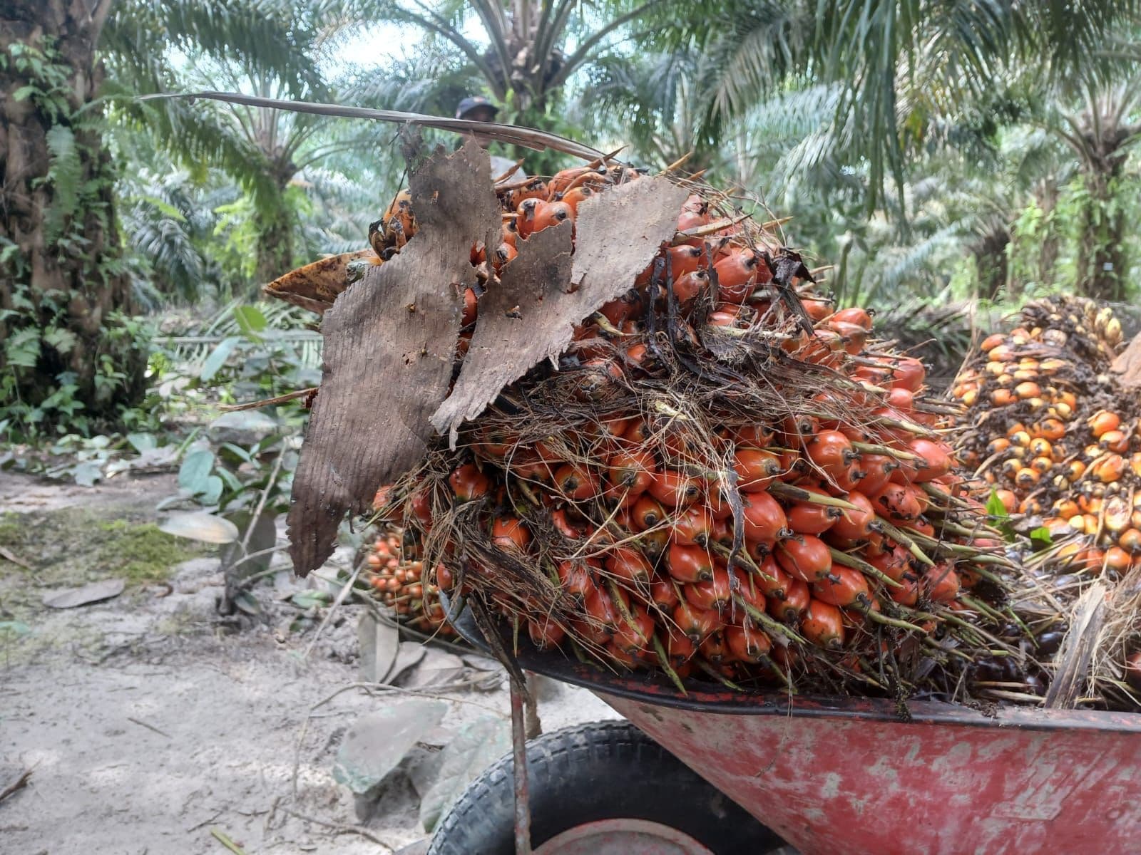 CPO Menguat Usai Libur, Pasar Menanti Arah dari Data Ekspor