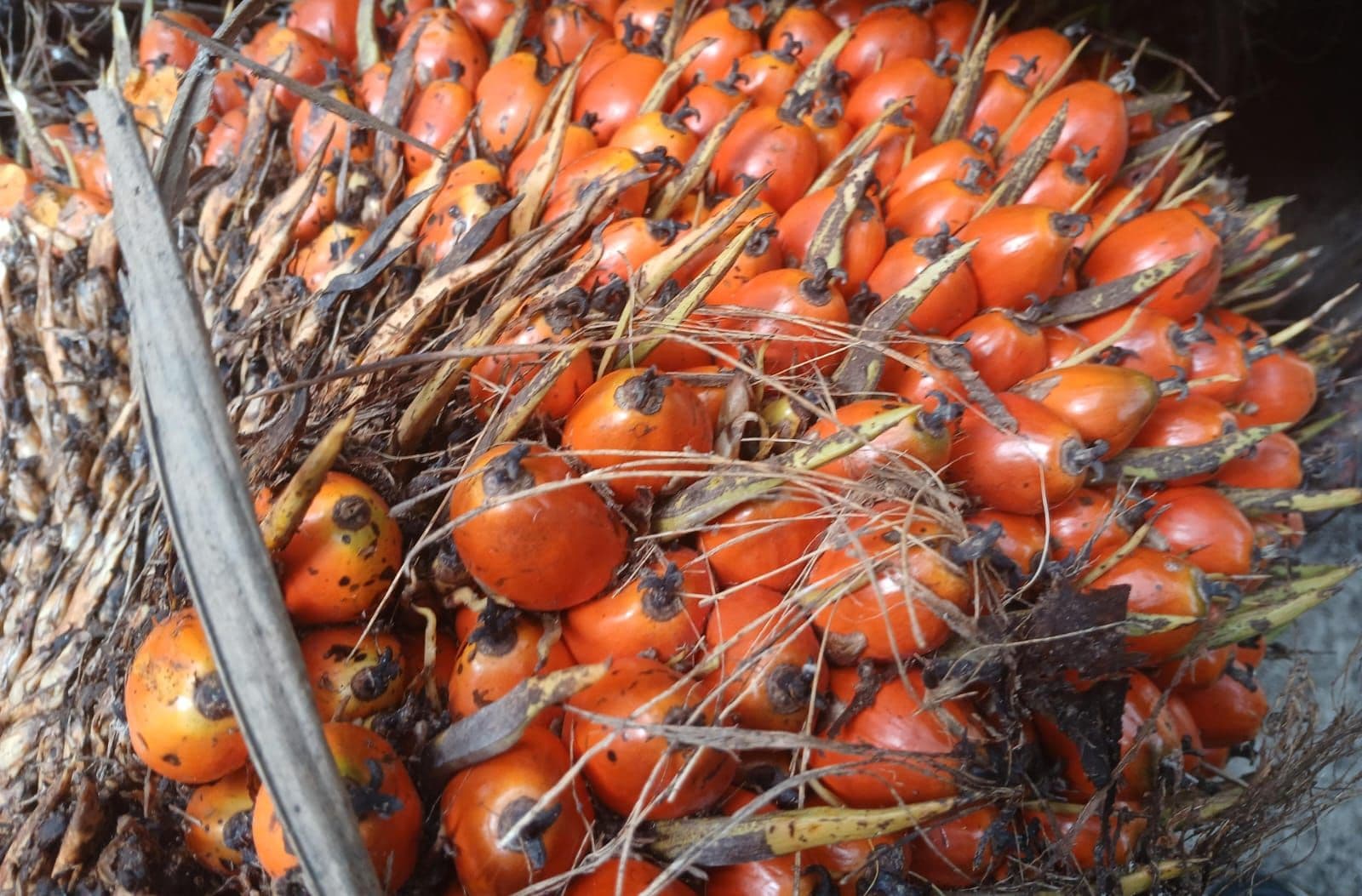 Harga CPO Terkoreksi, Terjepit Pelemahan Minyak Kedelai Chicago dan Ringgit