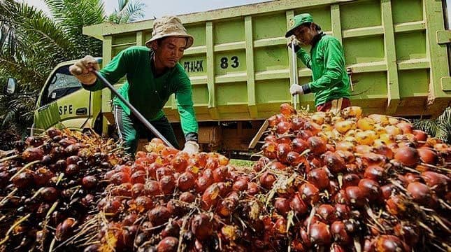 Indonesia Harus Move On dari Julukan Penyedia Sawit Mentah