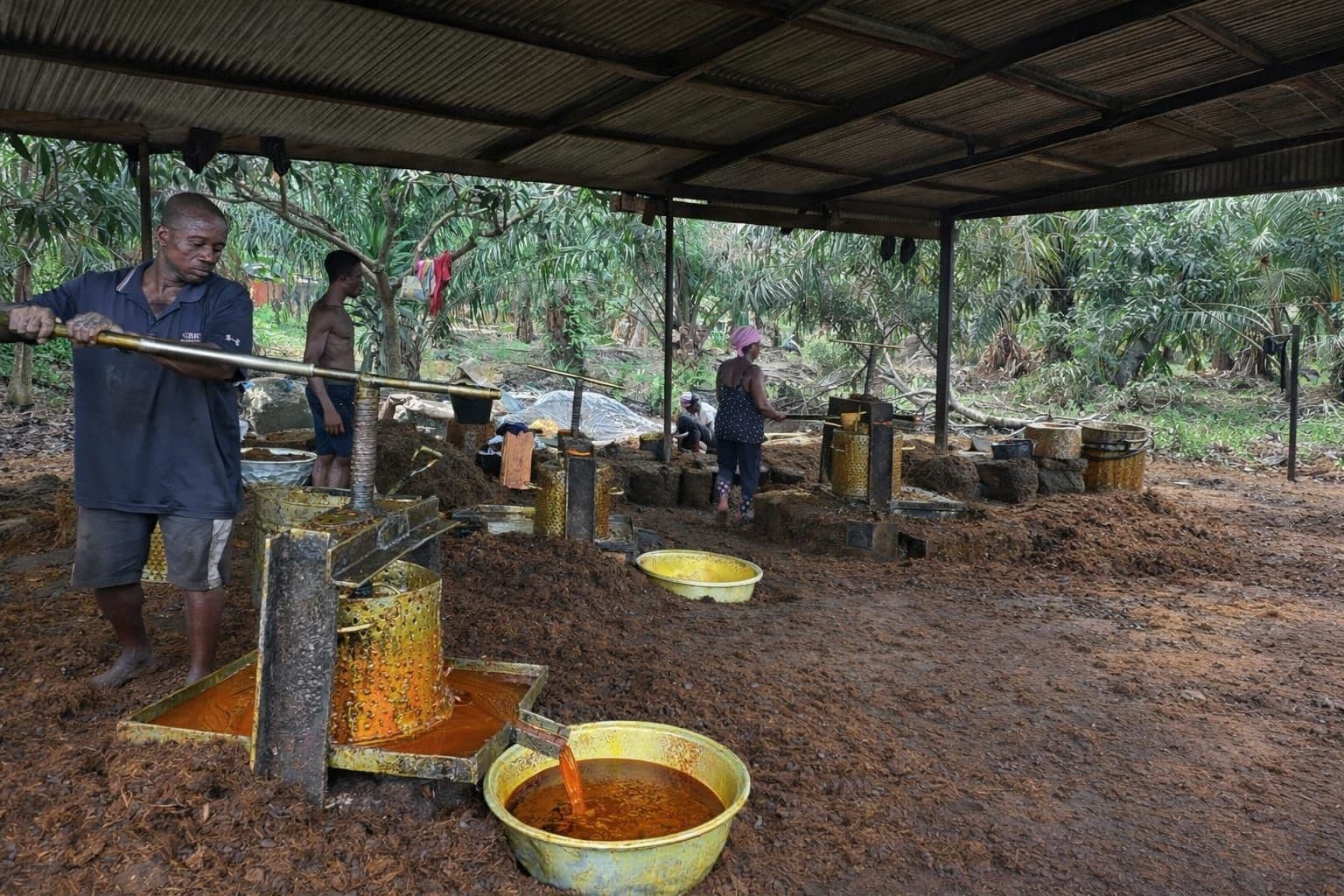 Mengukur Petani Sawit Ghana: APKASINDO Ungkap Perbedaan Produktivitas dan Kelembagaan Perkebunan Sawit Rakyat