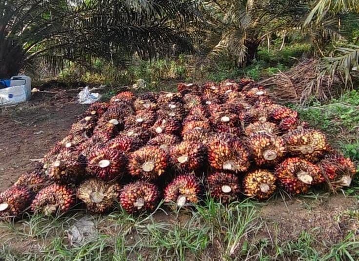 Harga CPO Malaysia Diproyeksi Bertahan di Atas RM4.000, Tapi Ruang Kenaikan Terbatas