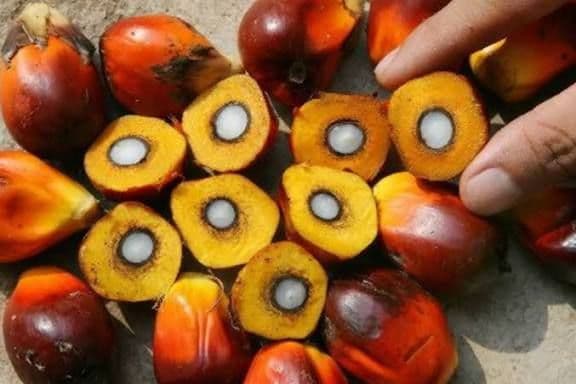 Sama-sama Jingga, Kandungan Vitamin A Sawit Ternyata Jauh Lebih Tinggi Dibanding Wortel