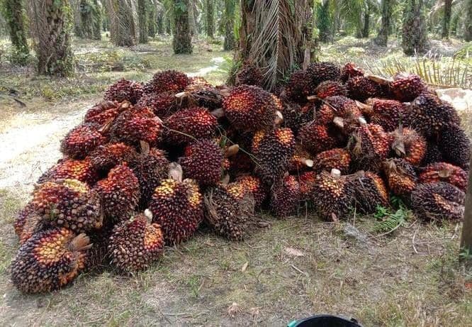 Harga TBS Sawit 22 Provinsi Periode 23 Februari – 01 Maret 2026