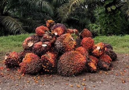 Harga CPO Tertekan Lagi, Pasar Menimbang Bayang Konflik AS-Iran dan Lesunya Ekspor