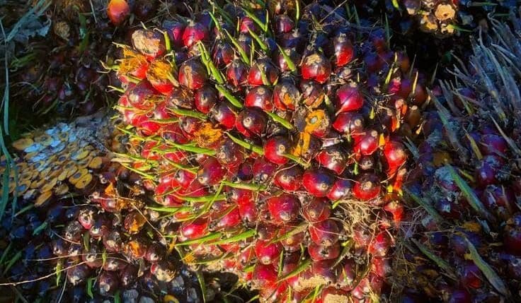 Harga TBS Sumbar Periode 1–7 Maret 2026 Naik