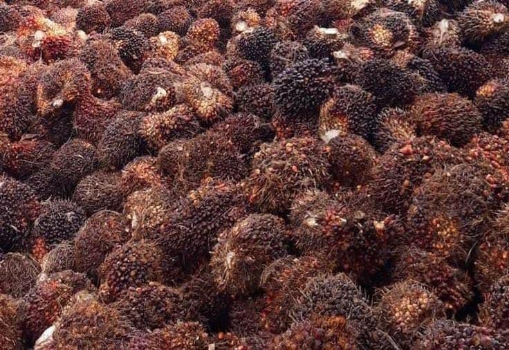 Harga TBS Sawit Jambi Periode 6–12 Maret 2026 Naik, Usia 10–20 Tahun Capai Rp3.555,35/Kg