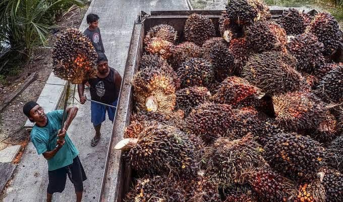 Aturan DBH Sawit Dirombak, Pemerintah Ubah Skema Alokasi hingga Penyaluran Dana ke Daerah 